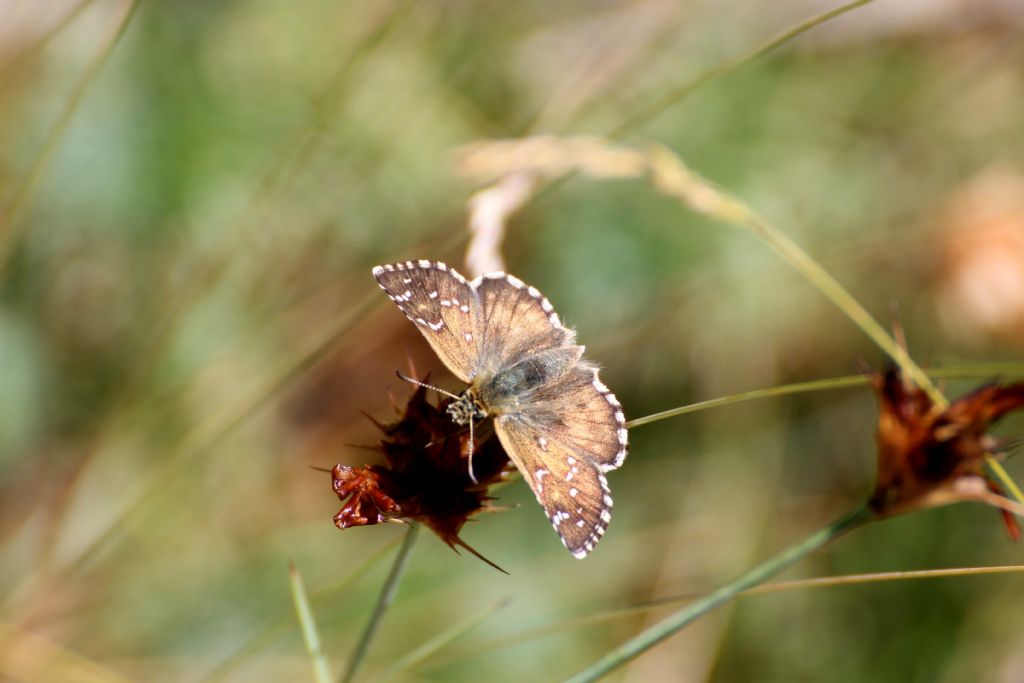 Pyrgus sp.